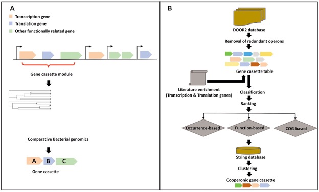 New Paper: Systematic analysis of the underlying genomic architecture for transcriptional–translational coupling in prokaryotes