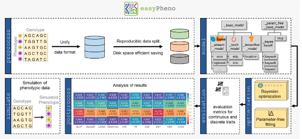 New Paper: easyPheno, an easy-to-use and easy-to-extend Python framework for phenotype prediction using Bayesian optimization