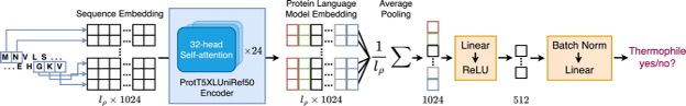 New Paper: Superior Protein Thermophilicity Prediction With Protein Language Model Embeddings