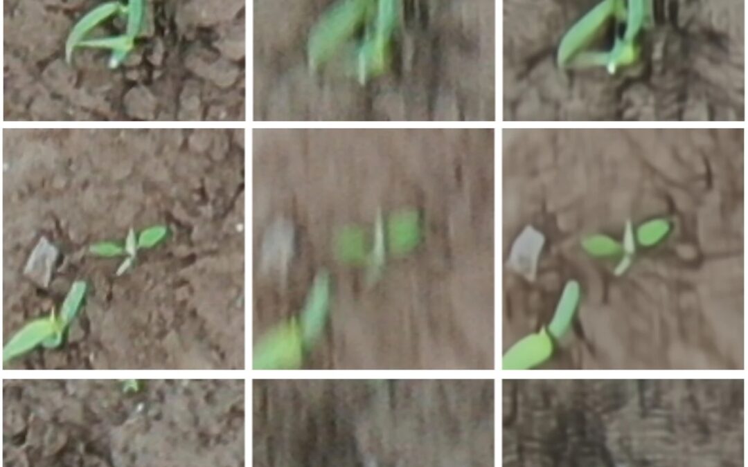 New Paper: Improved Weed Segmentation in UAV Imagery of Sorghum Fields with a Combined Deblurring Segmentation Model 